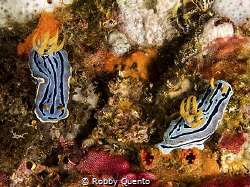 Pair of Nudi by Robby Quento 